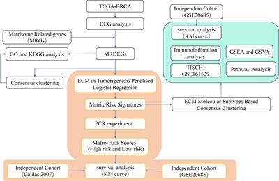 Single-cell analysis of matrisome-related genes in breast invasive carcinoma: new avenues for molecular subtyping and risk estimation